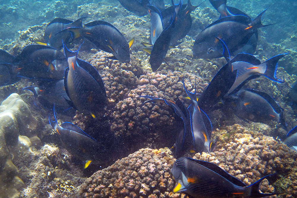 Fish feeding around coral during a dive near Berbera, Somaliland