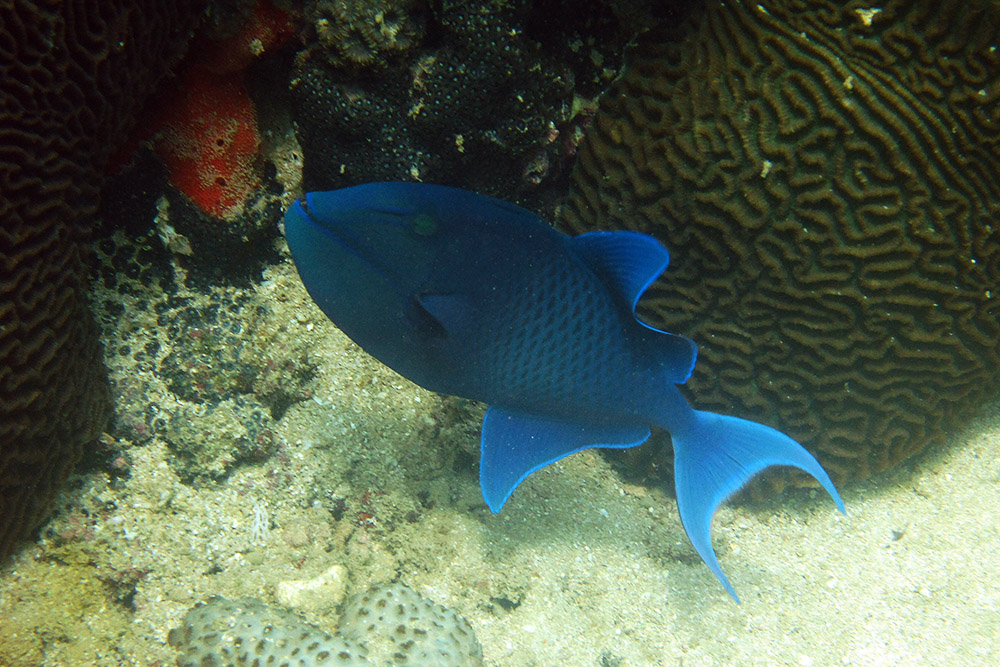 Bright blue fish photographed while diving near Berbera, Somaliland