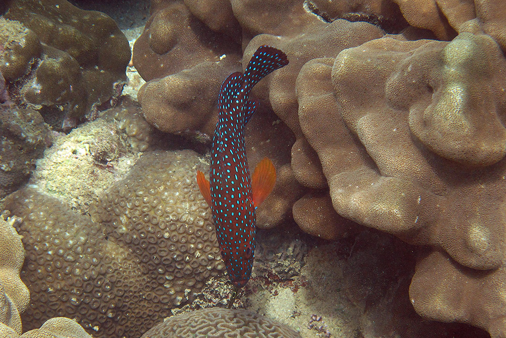 Large fish near coral while scuba diving off Berbera, Somaliland