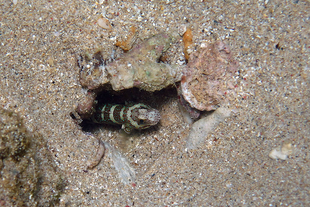 Fish sheltering among coral near Berbera, Somaliland