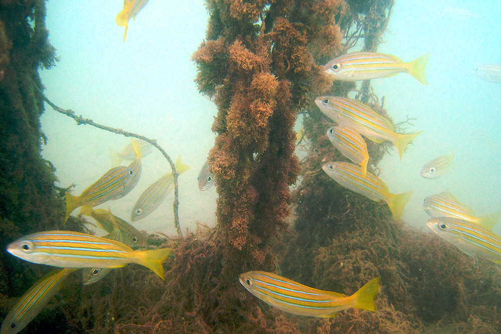 Fish gathered underwater during a scuba dive near Berbera, Somaliland