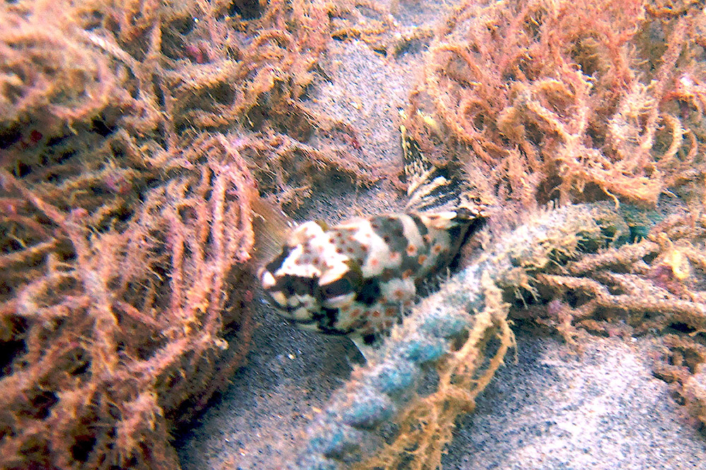 Fish swimming underwater near Berbera, Somaliland