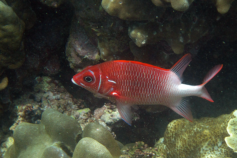 Red-colored fish photographed while scuba diving near Berbera, Somaliland