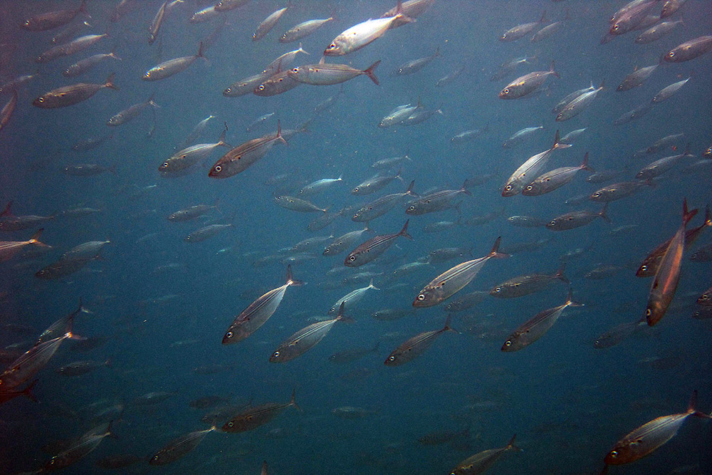 Large school of fish during a scuba dive near Berbera, Somaliland