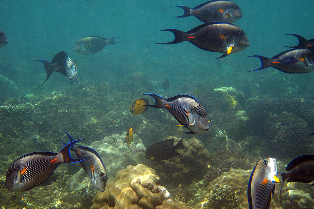 School of fish swimming near coral off Berbera, Somaliland