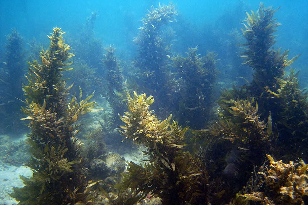 Underwater vegetation during a scuba dive near Berbera, Somaliland