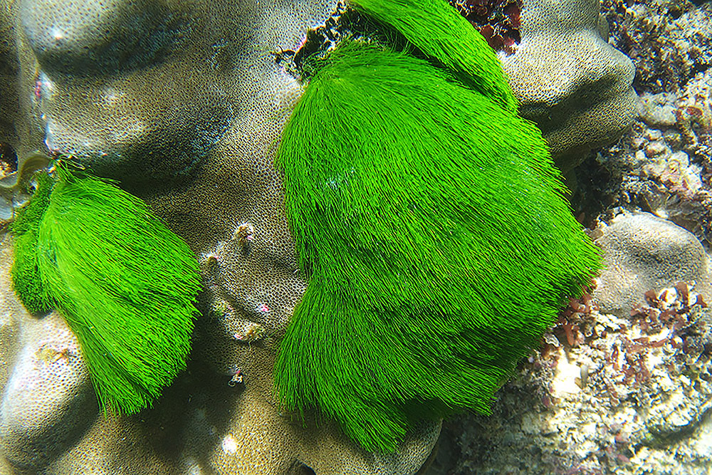 Bright green seagrass underwater near Berbera, Somaliland