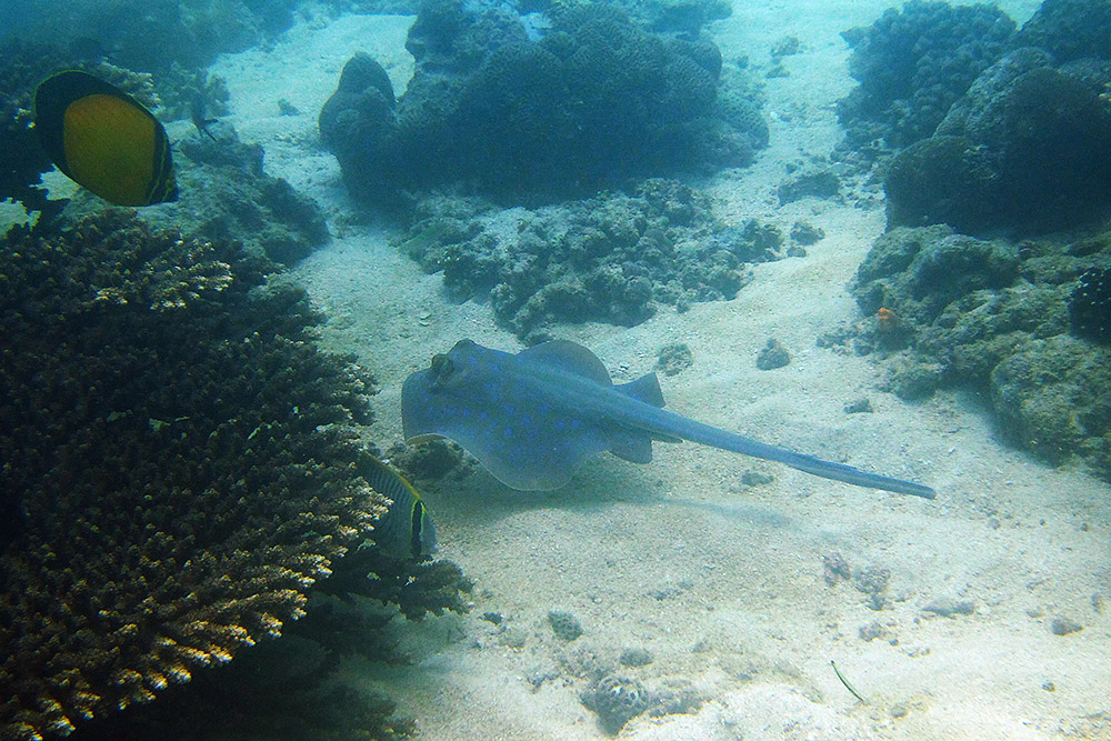 Spotted ray underwater near Berbera, Somaliland