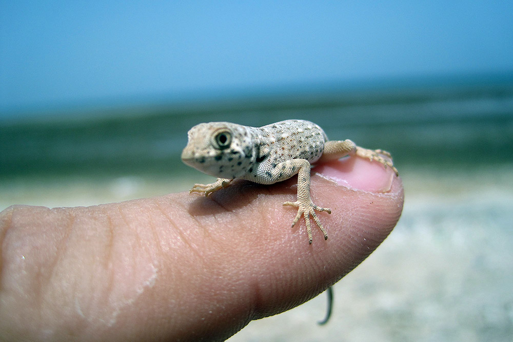 Small lizard resting on my finger in Somaliland