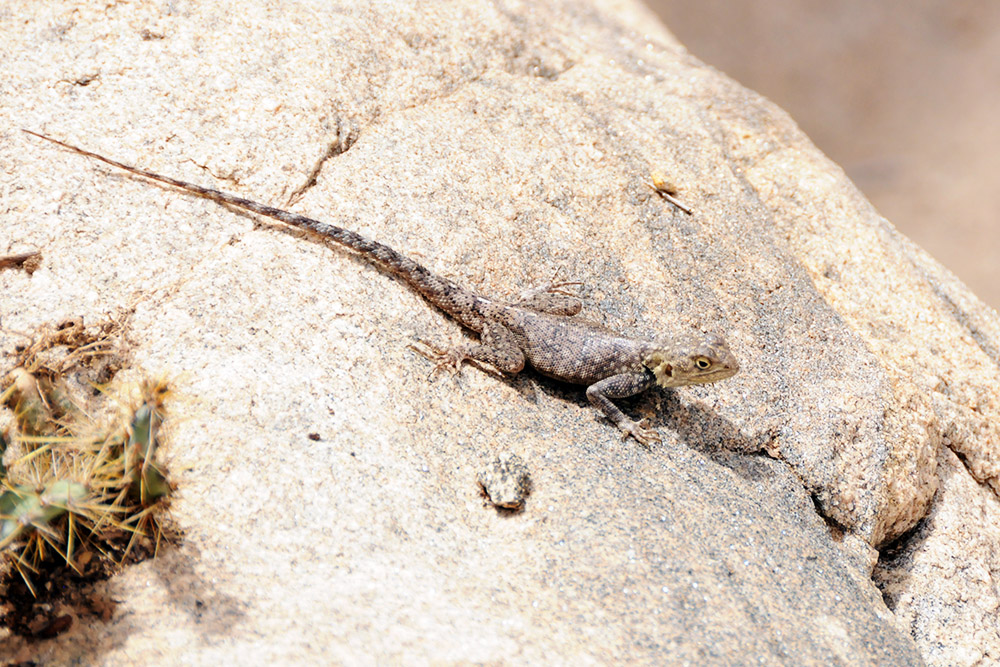 Small lizard in Somaliland