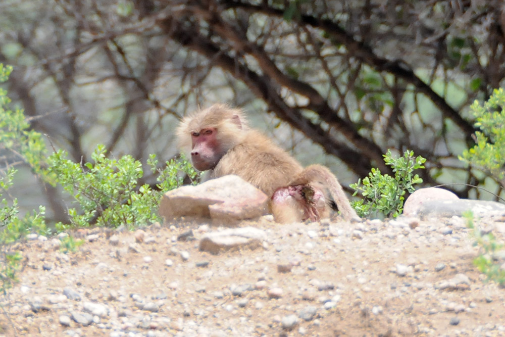 Monkey beside the road in Somaliland