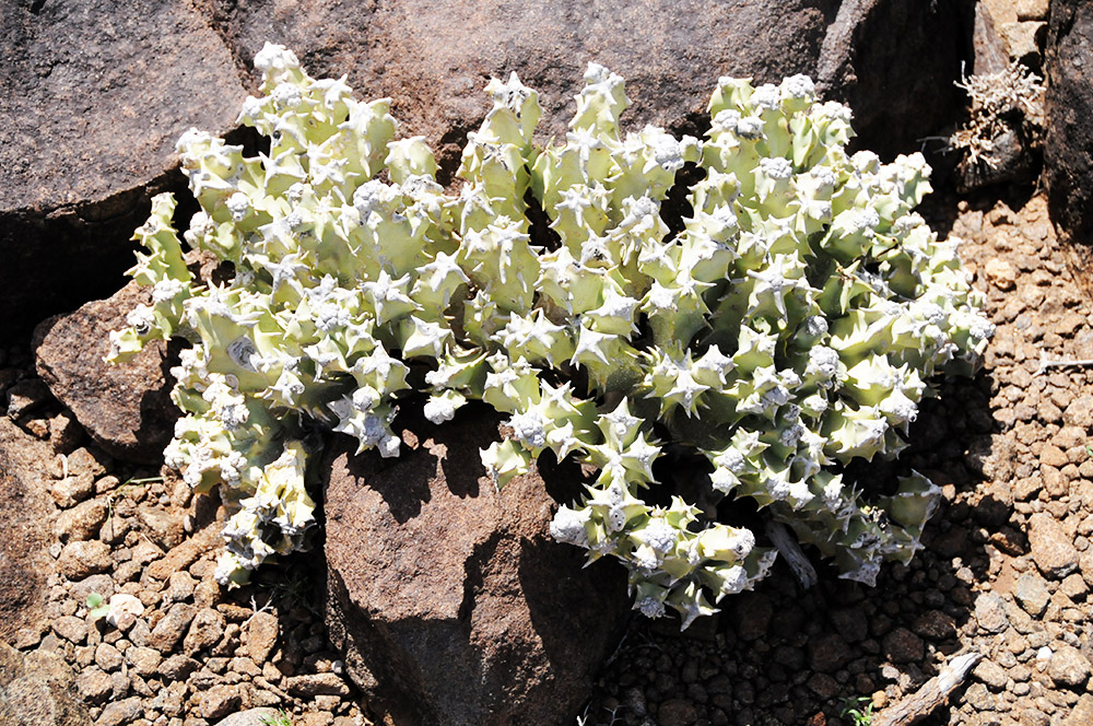 Succulent or cactus-like plant near Sheikh in Somaliland