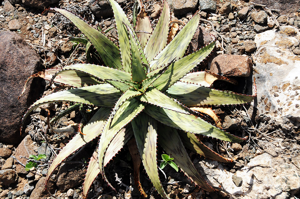 Succulent plant growing near Sheikh, Somaliland