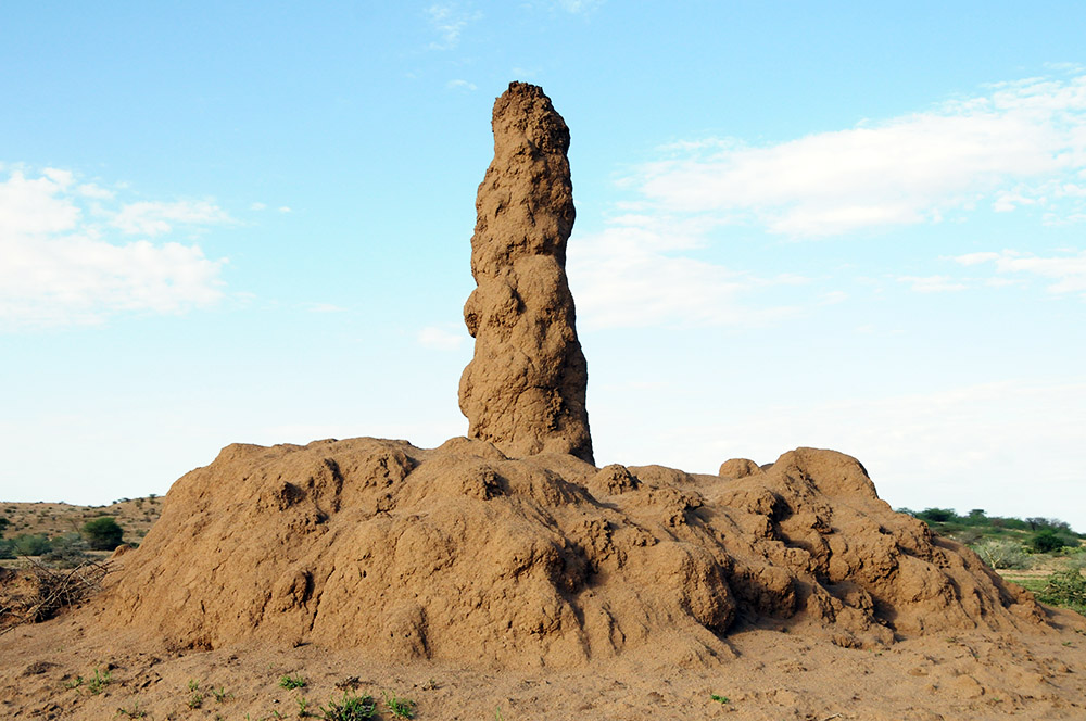 Large termite mound in Somaliland