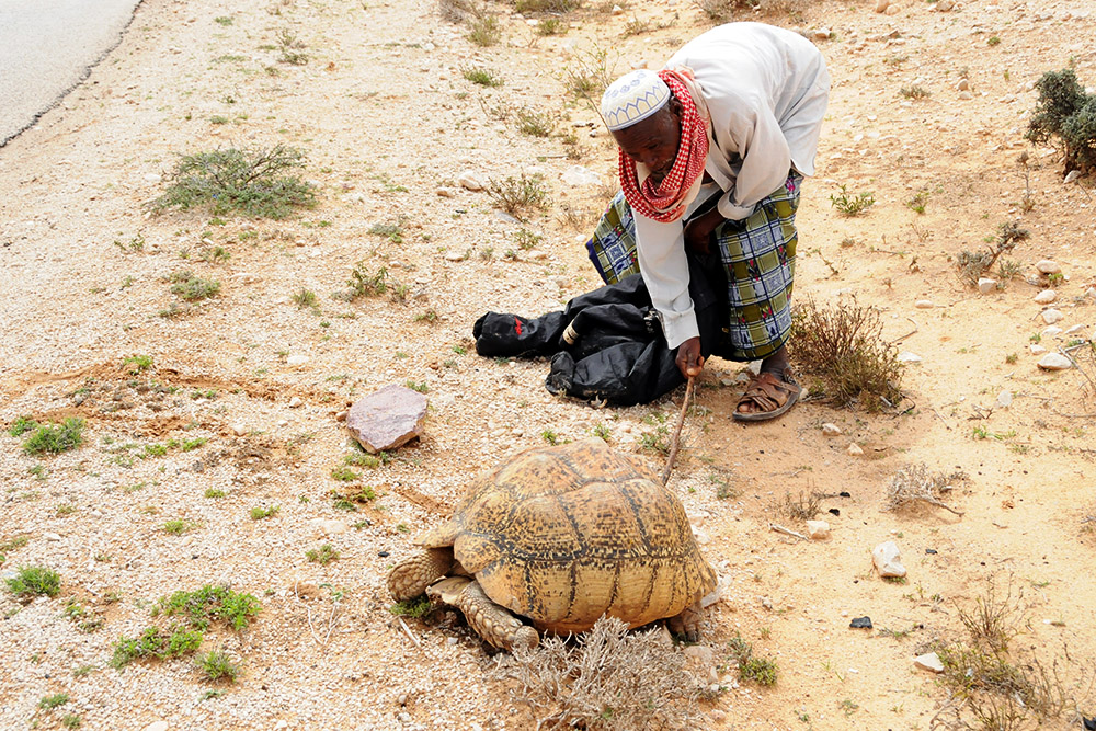 Man beside a large tortoise in Somaliland