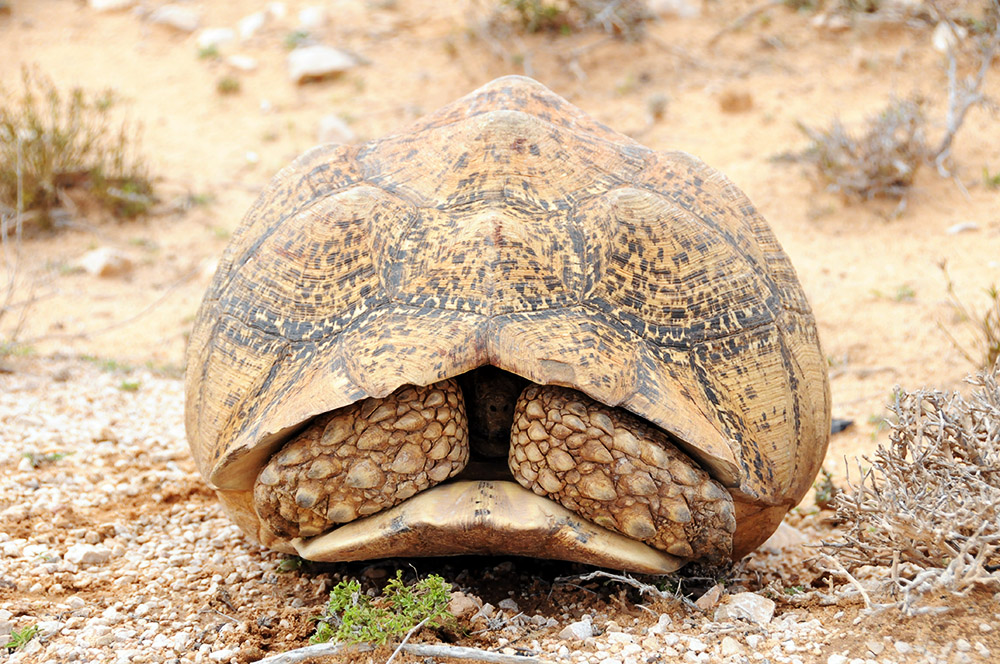 Large tortoise beside the road in Somaliland