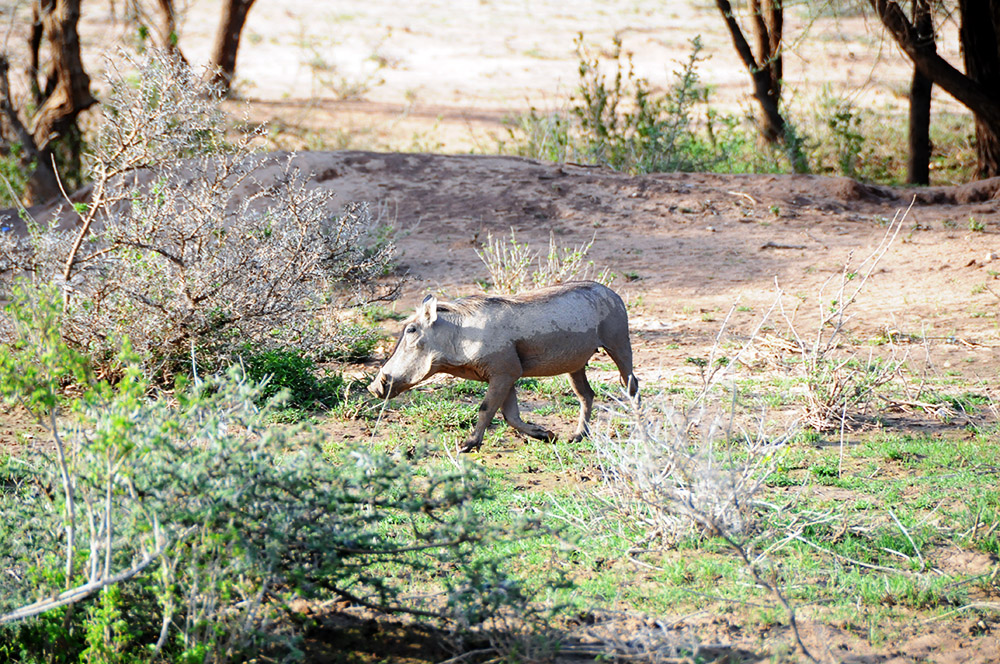 Warthog in the Somaliland countryside