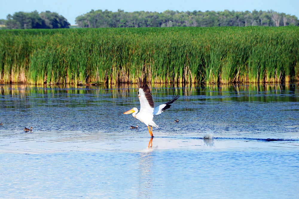 Large waterbird near Sica Hollow in northeastern South Dakota