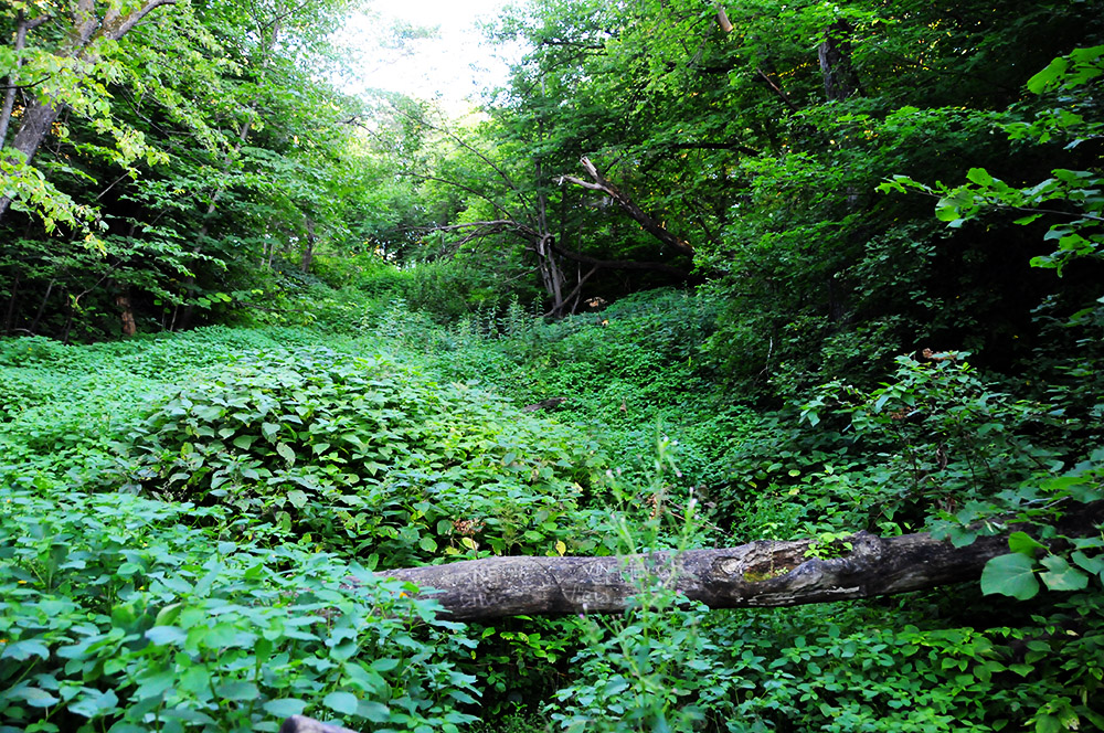 Visiting Sica Forest -