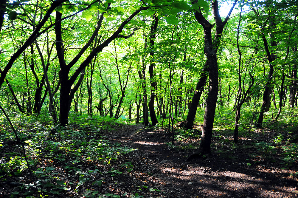 Visiting Sica Forest -