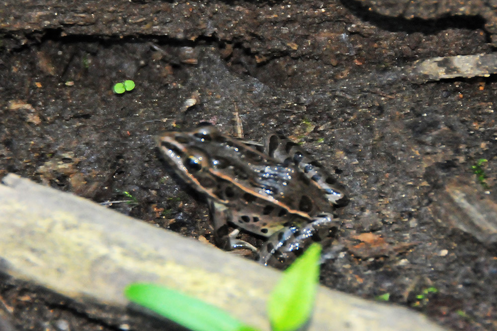 Small frog near Sica Hollow in South Dakota