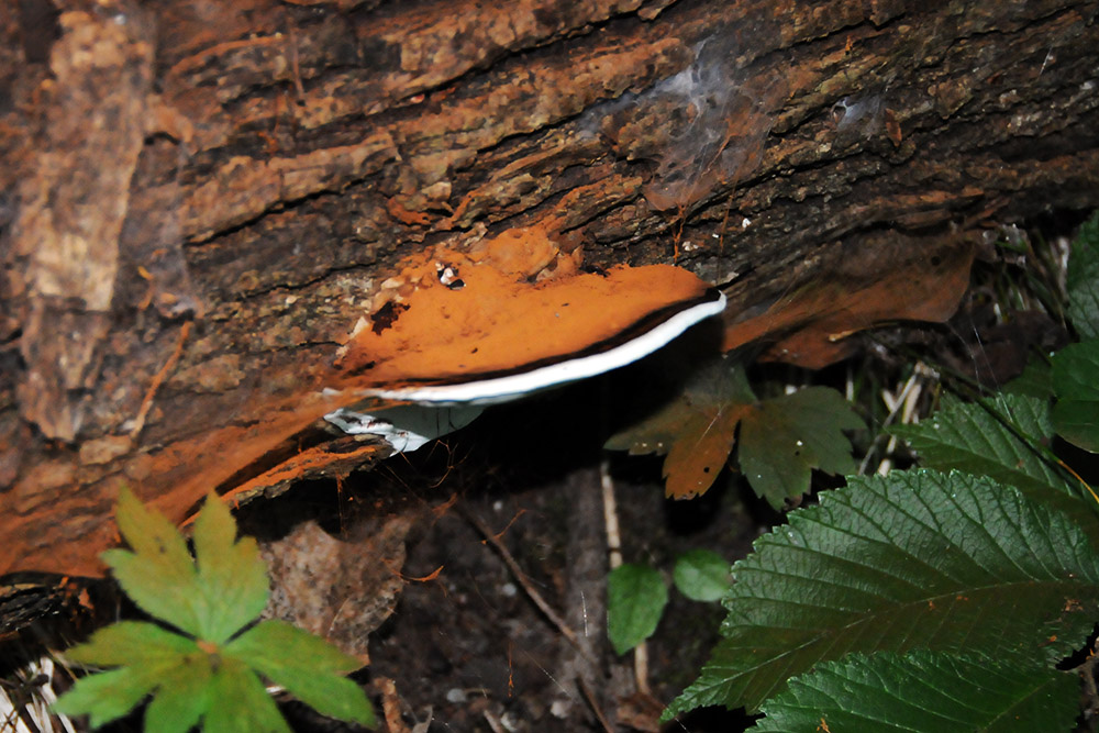 Fungus growing on a fallen log in Sica Hollow State Park