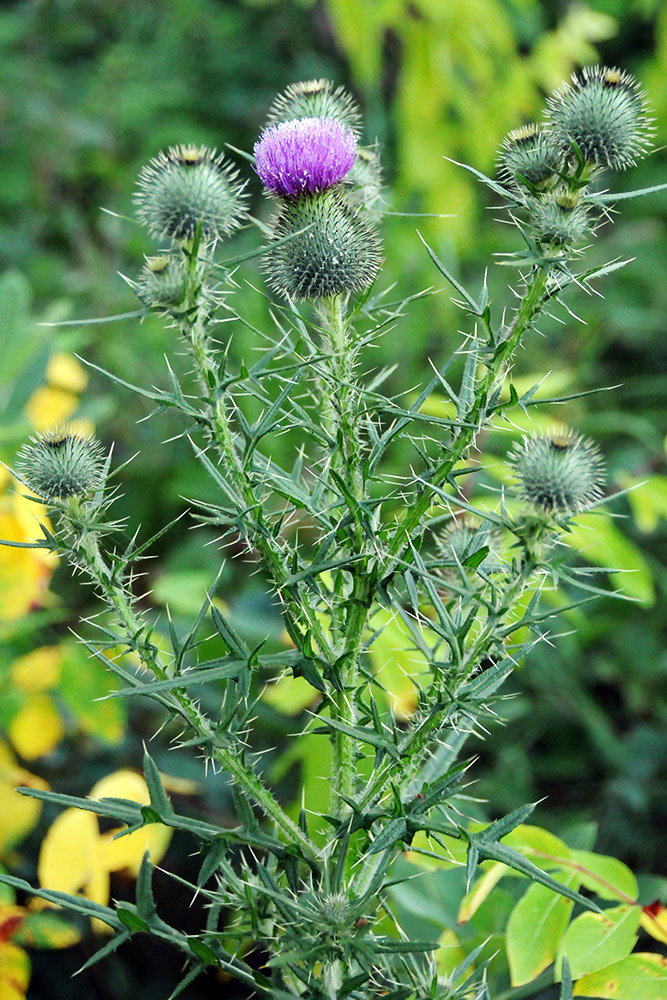Purple thistle growing near Sica Hollow in South Dakota