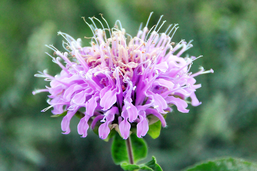 Wildflower growing near Sica Hollow in South Dakota
