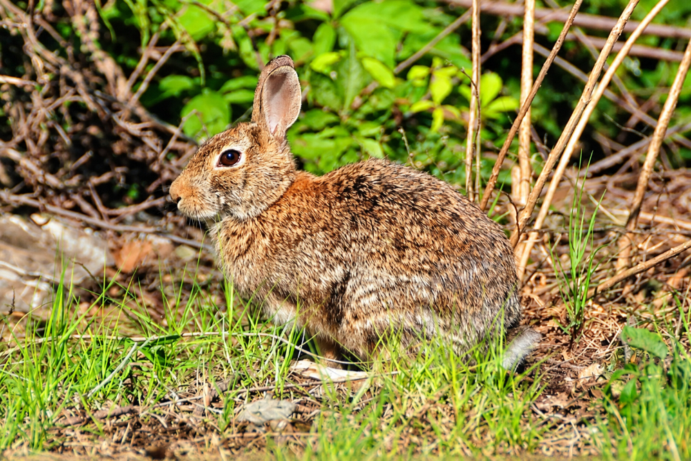 Wild rabbit near Sica Hollow in South Dakota