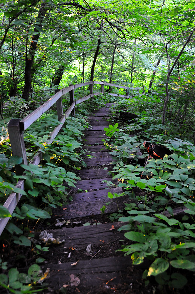 Wooden stairs descending through the forest at Sica Hollow State Park