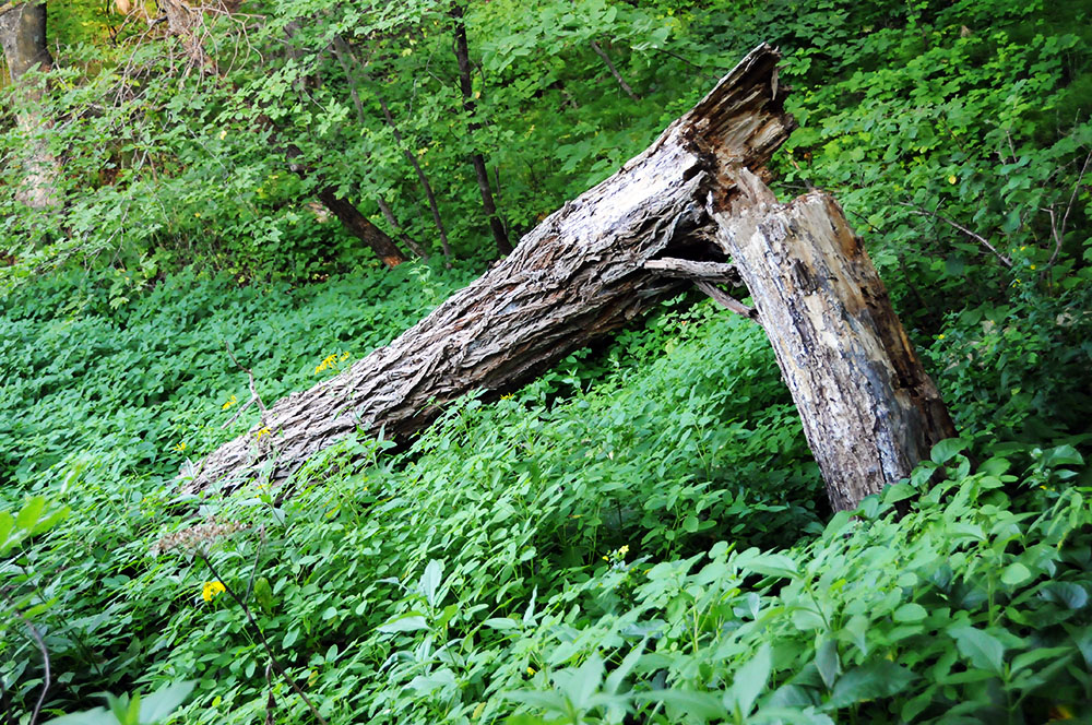 Fallen tree in the forest at Sica Hollow State Park, South Dakota