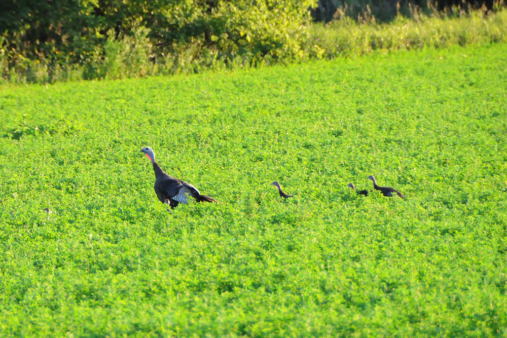 Wild turkeys near Sica Hollow in South Dakota