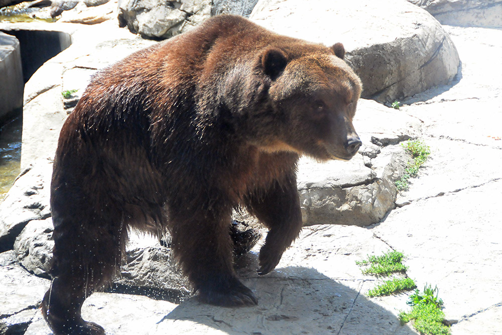 Brown bear at the Great Plains Zoo