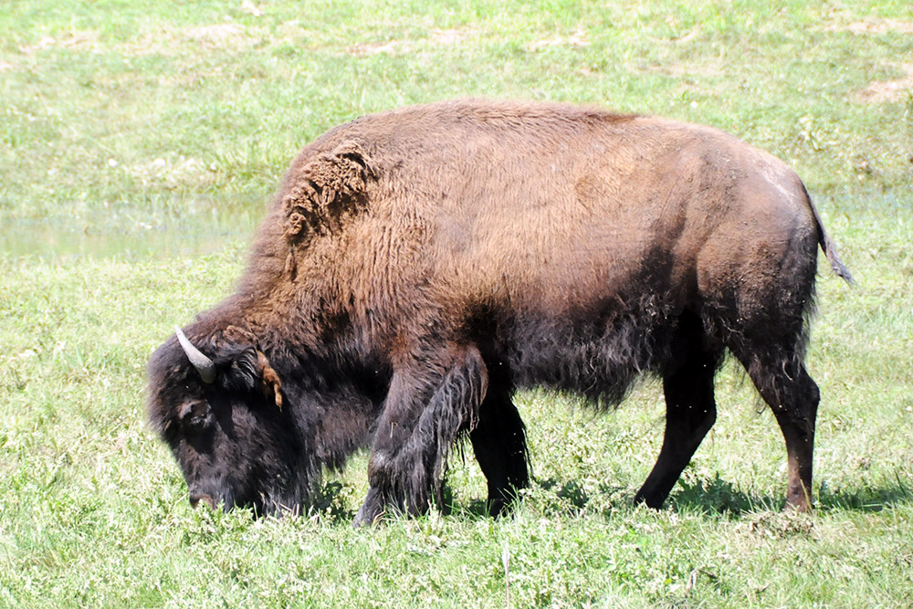 American bison at the Great Plains Zoo
