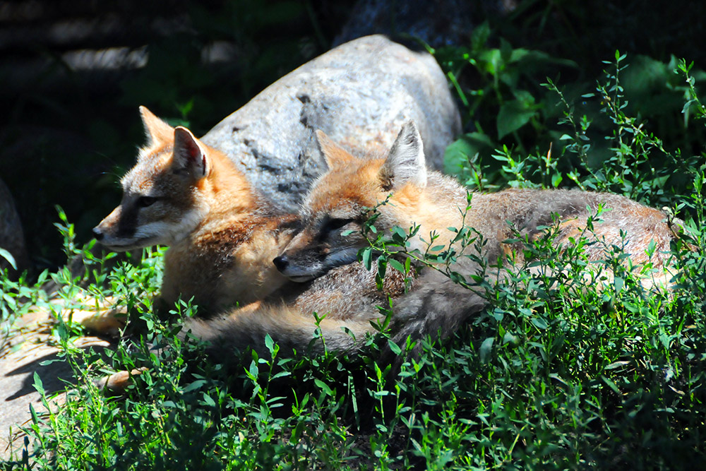Foxes at the Great Plains Zoo in Sioux Falls