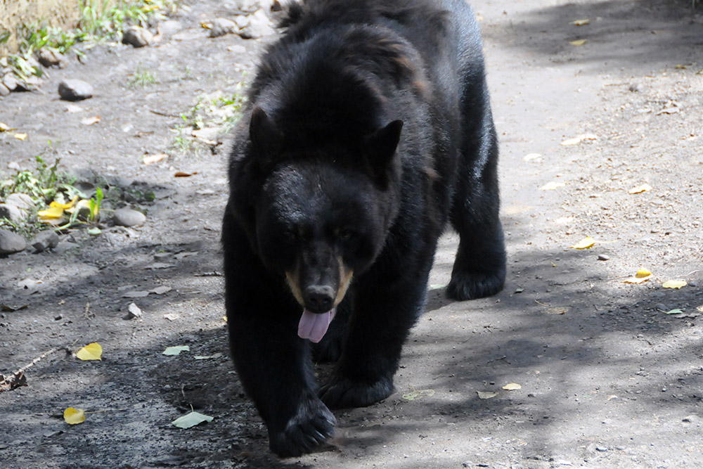 Grizzly bear at the Great Plains Zoo