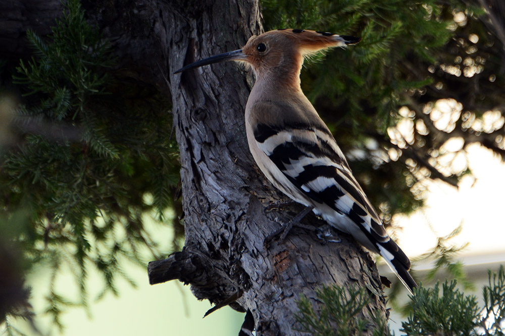 Hoopoe perched in a tree in Gyeongju