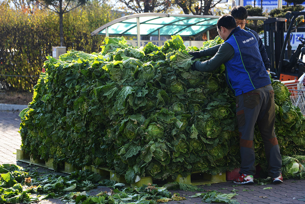Large pile of napa cabbage in Gyeongju