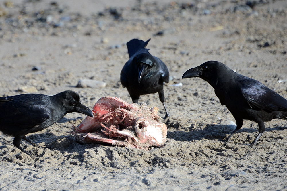 Crows along the coast near Gyeongju