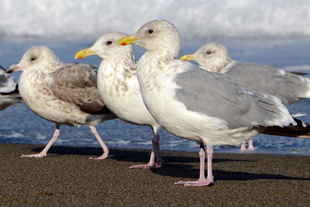 Gulls along the coast near Gyeongju