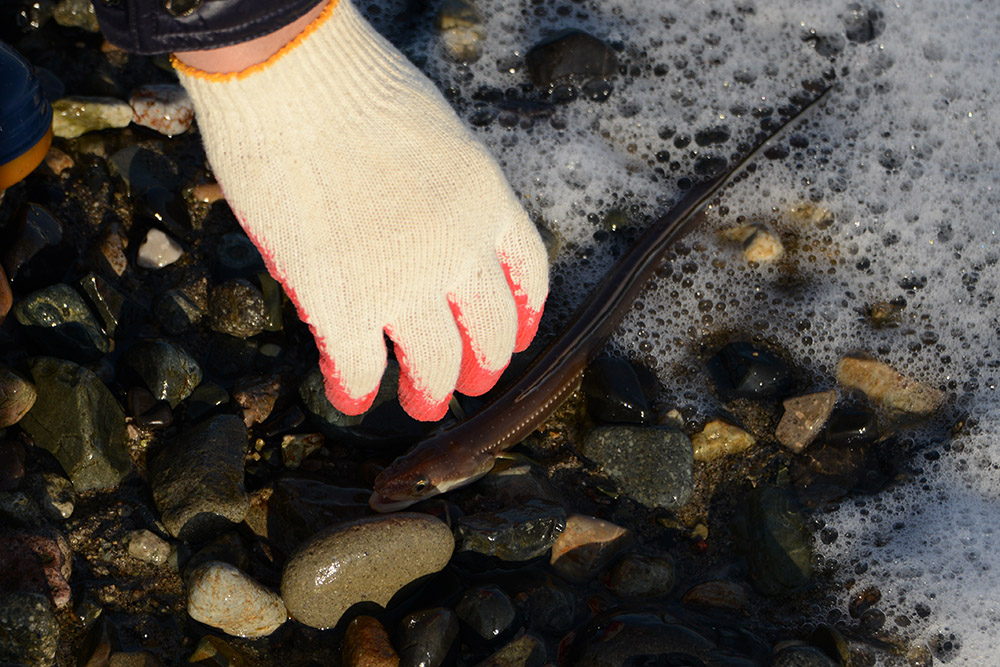 People releasing live eels into the sea near Gyeongju