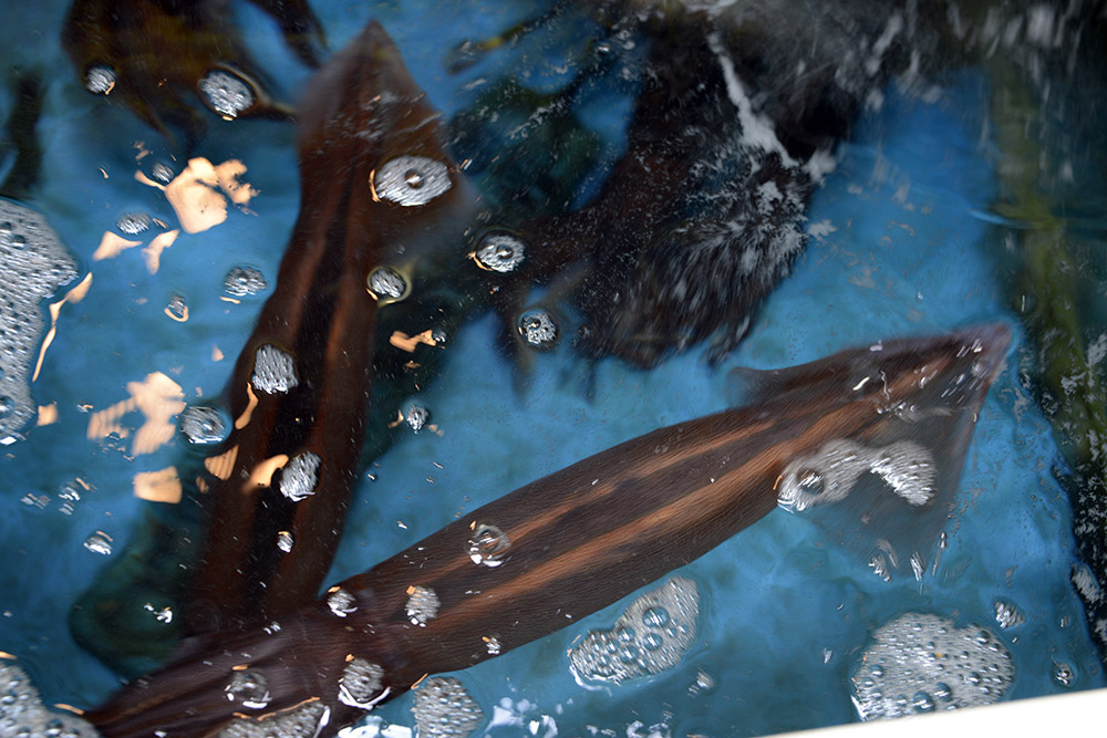 Live squid for sale at a market in Gyeongju