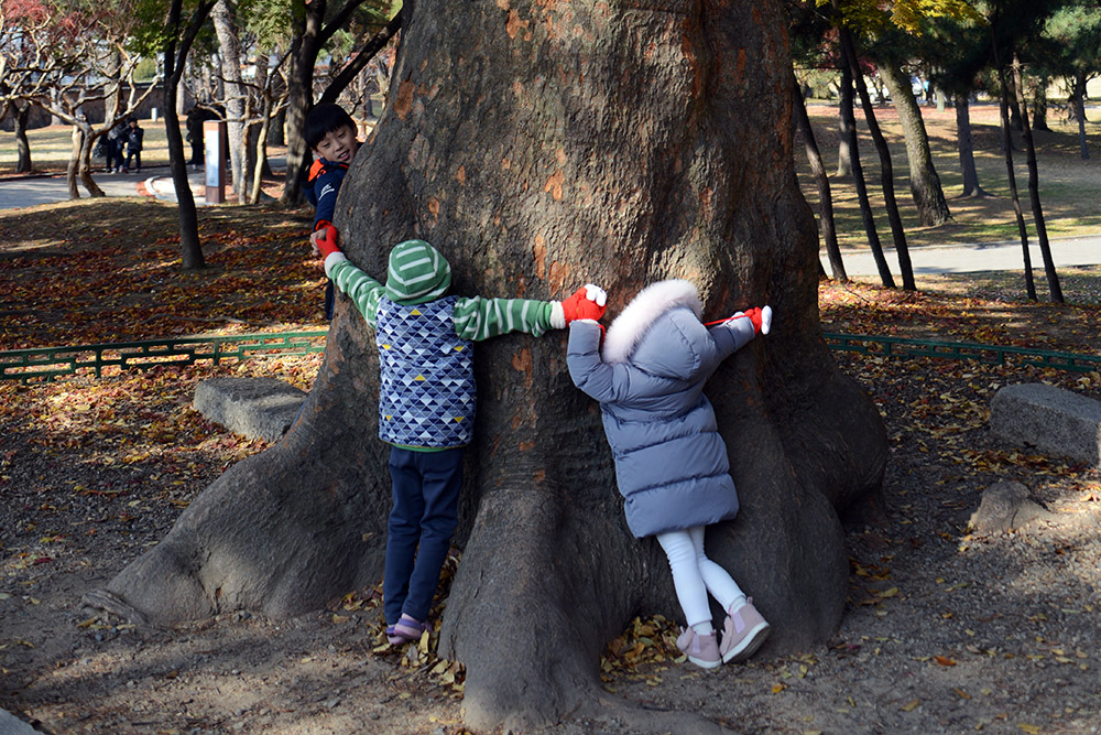 Children beside a large tree in Gyeongju