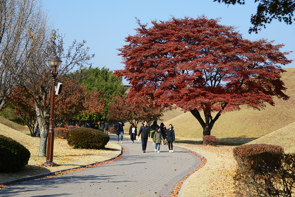 Walking path through historic tombs in Gyeongju