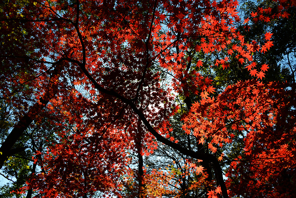 Fall Colors in the Canopy Red autumn forest canopy in Naejangsan