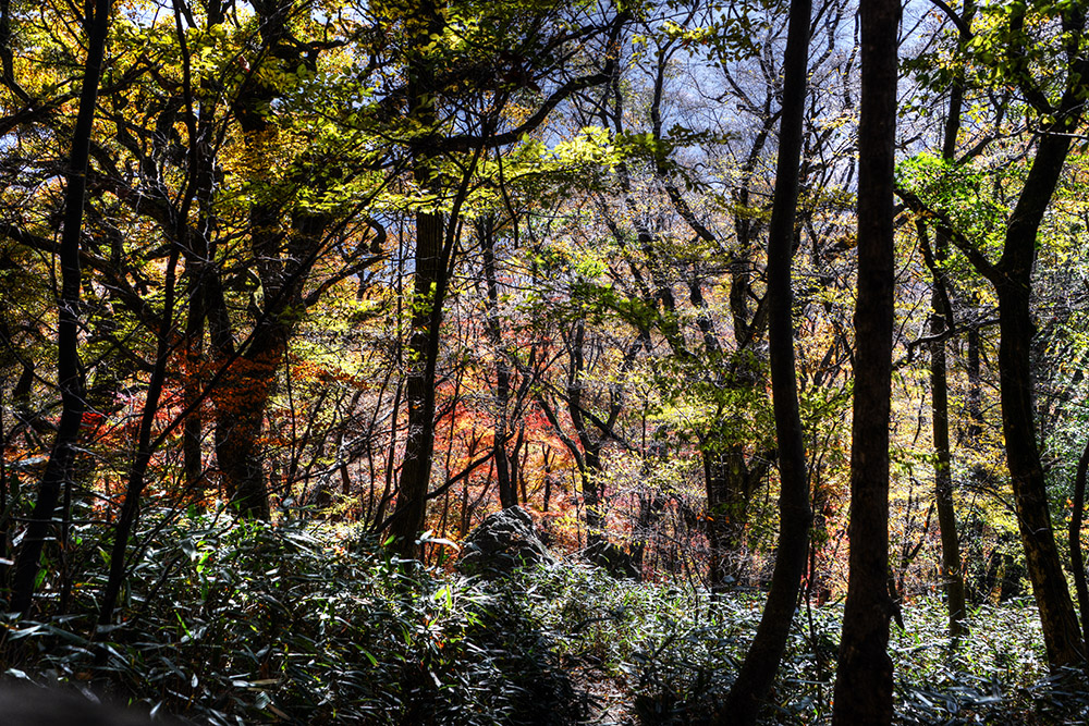 Fall Colors Autumn forest along the trail to Seoraebong Peak