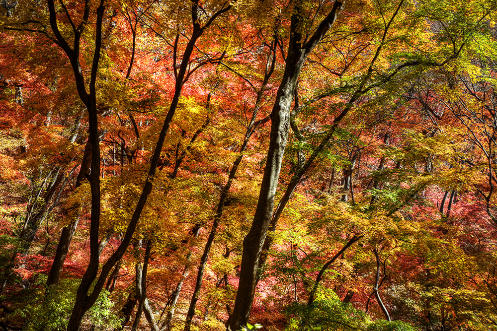 Fall Colors Autumn foliage in Naejangsan National Park