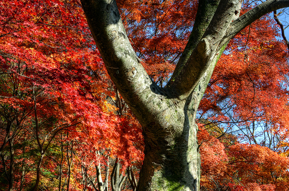 Red Autumn Leaves Red autumn leaves in Naejangsan