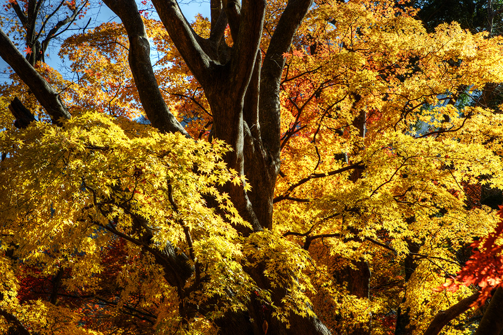 Yellow Autumn Leaves Yellow autumn leaves in Naejangsan