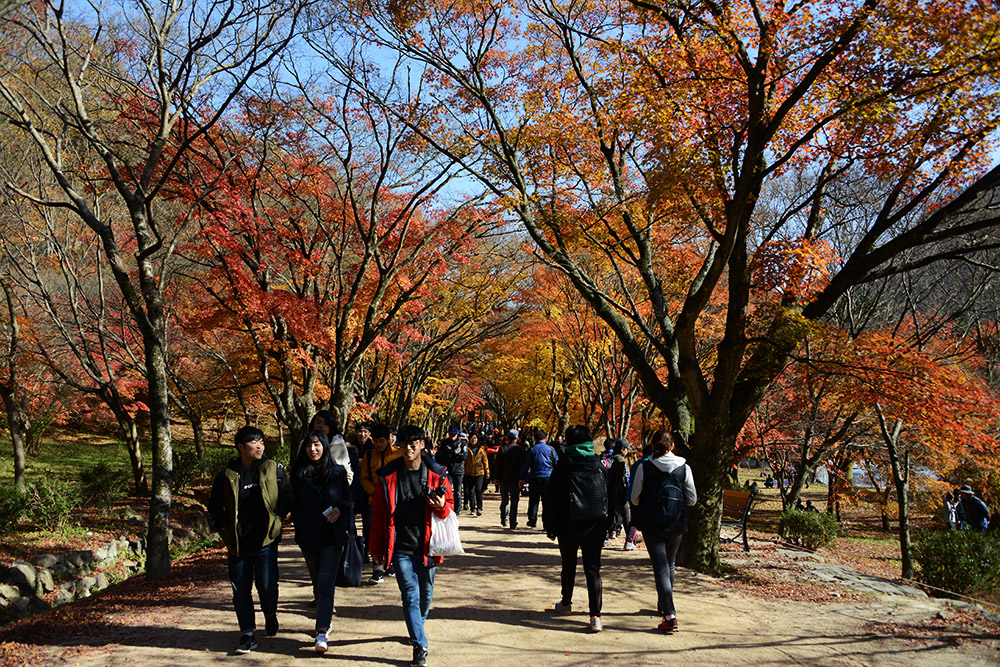 Crowds in Naejangsan Large autumn crowd in Naejangsan National Park